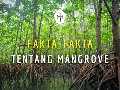 Fakta-fakta tentang Mangrove