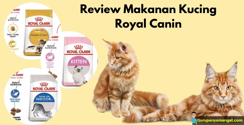 Review Makanan Kucing Royal Canin