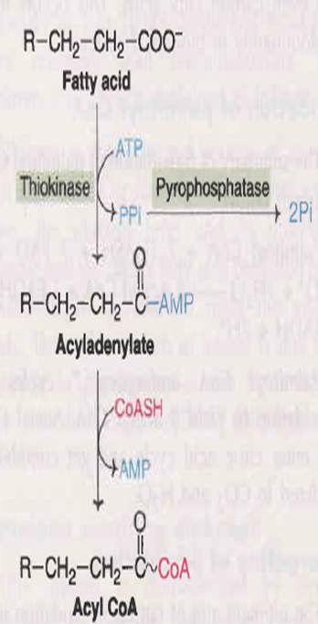 β Oxidation of Saturated and Unsaturated Fatty Acids Biochemistry and Clinical Pathology Class Notes