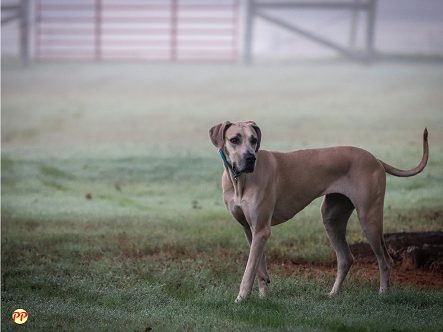 Update Harga Anjing Great Dane Scooby Doo (Puppy dan Dewasa)