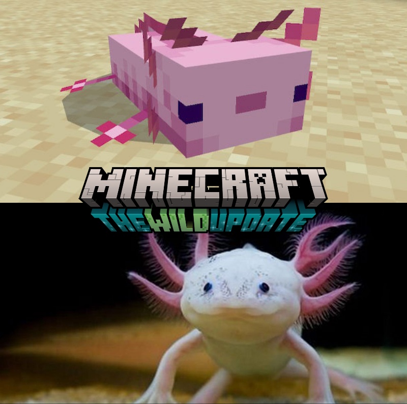 Ajolote de minecraft dibujo