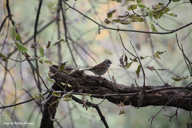 A white-throated sparrow pauses on a branch.
