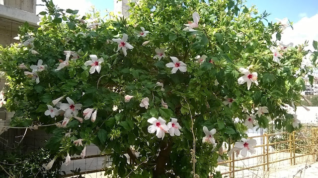 Λευκός Ιβίσκος στον Άγιο Νικόλαο (φ.Μ.Κυμάκη)