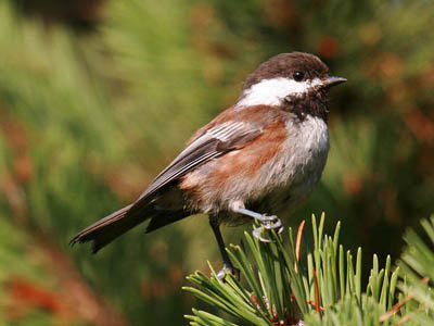 Photo of Chestnut-backed Chickadee in pine tree