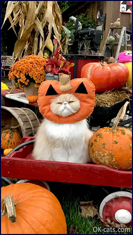 Funny Cat • Halloween is coming • I picked my favorite pumpkin in the pumpkin patch... [ok-cats.com]
