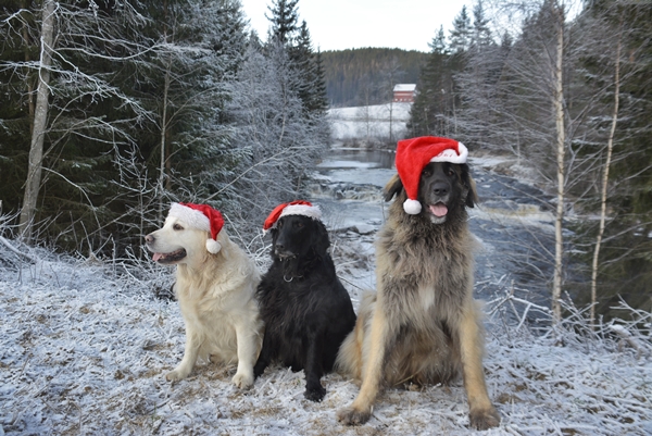 leonberger golden retrieer flat coated retriever