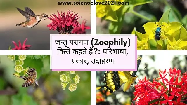 जन्तु परागण (Zoophily) किसे कहते हैं?: परिभाषा, प्रकार, उदाहरण|hindi