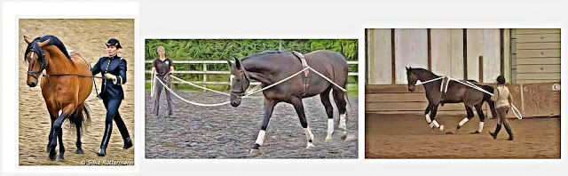 Long reining or ground driving is training a horse from the ground with long lines or reins.