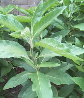 nutritional value of bitter leaf