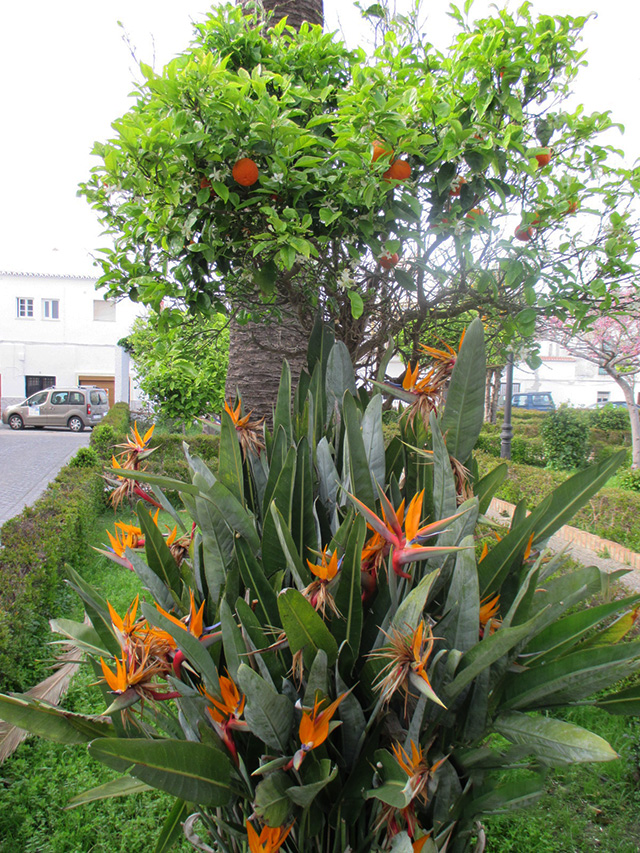 Orange tree with fruit, birds of paradise, Seville, Spain