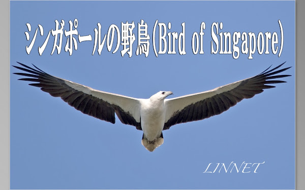 シンガポールの野鳥（Bird of Singapore）