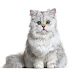 The Most Adorable Cat Breeds: Purrfection Personified