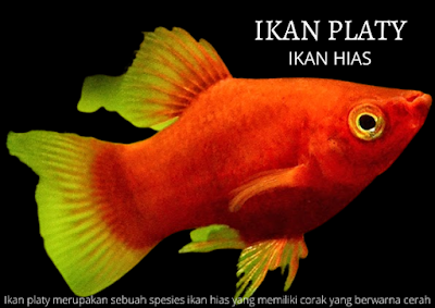 Ikan platy merupakan sebuah spesies ikan hias yang memiliki corak yang berwarna cerah.  Ikan platy adalah ikan ovovivipar artinya ikan tersebut beranak dan bertelur atau sering umum disebut beranak saja yang dalam bahasa Inggris disebut dengan livebearer.