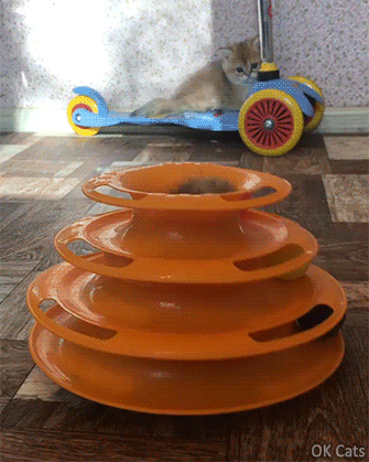 Funny Kitten GIF • Cute funny British shorthair kitty playing hide and seek in new toy [ok-cats-gifs.com]