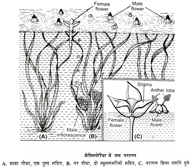 जल परागण (Hydrophily) किसे कहते हैं?: परिभाषा, उदाहरण|hindi