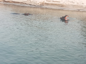 Spotted numerous Hippos on the Zambezi Sunset cruise.