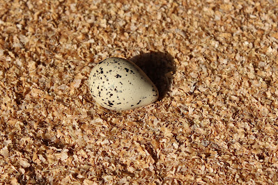 Bontbekplevier - Bûnte Wilster - Charadrius hiaticula