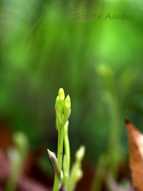 Cymbidium nipponicum