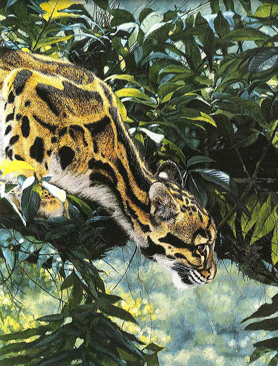 a detail from a Simon Combes zoological illustration of a jungle leopard