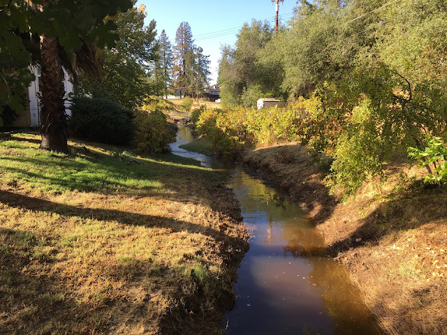Water in Our Creek - Orangevale, CA 10/25/2021