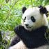 Giant pandas no longer endangered, China says