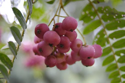 Рябина мелколистная (Sorbus microphylla)