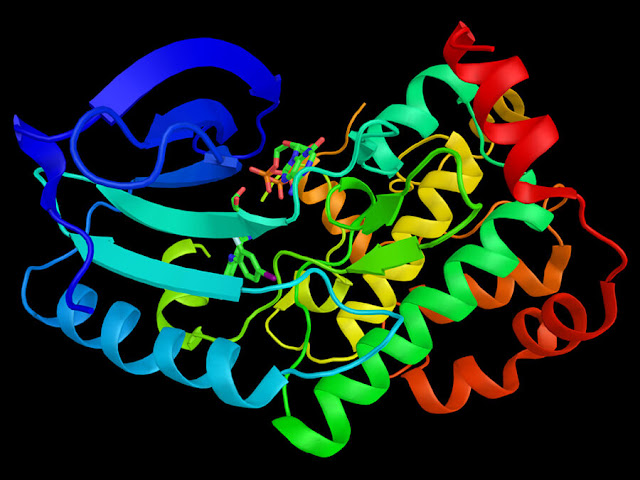 Dual Specificity Protein Kinase TTK