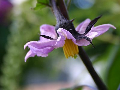 Gartensaison ist immer - Gartentipps von Eva Schumann: März 2022