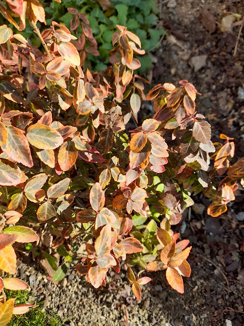 Bonetero rastrero (Euonymus fortunei "Emerald' n 'Gold").