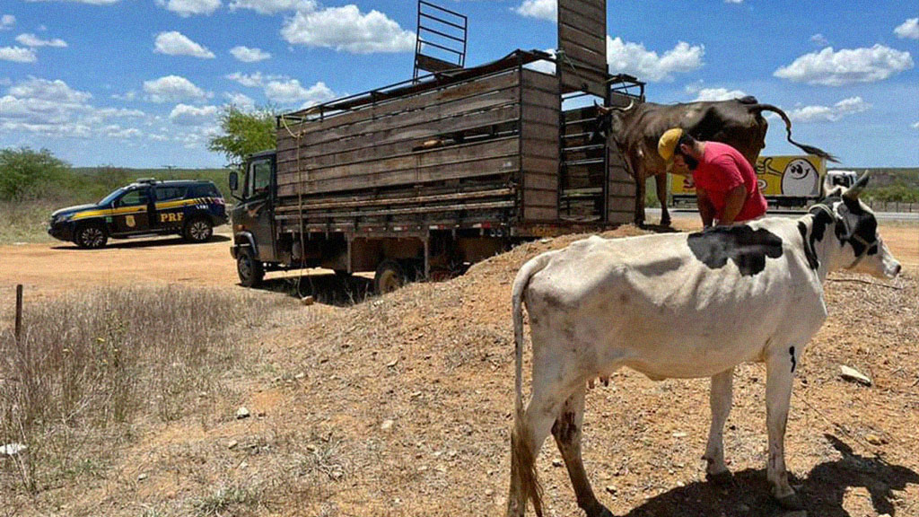 PRF realiza apreensão de animais de grande porte nas margens da BR-232, em Custódia