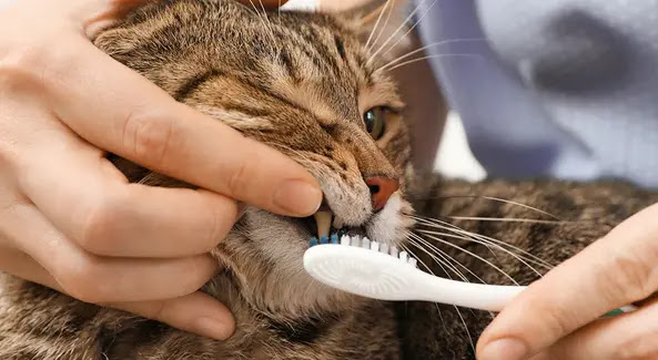 cat toothache treatment home remedy for cat tooth pain cat toothache home remedy cat tooth pain relief toothache in cats