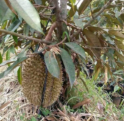 Buah Durian Montong Hambar