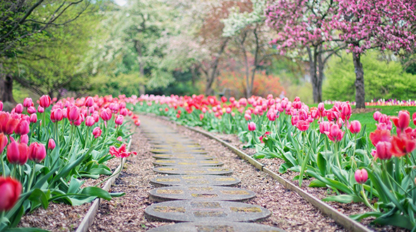 Marietta georgia gardens are perfect for many flower species