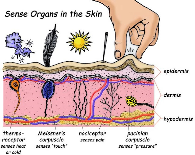 The Skin Sensitivity