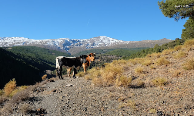 Jérez del Marquesado, Lomilla el Viento, Piedra la Ventana, Cueva del Becerro, Ruta del Avión, senderismo, trekking