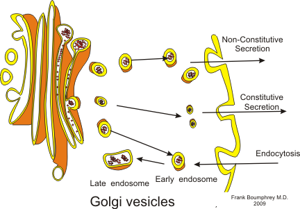 Golgi complex in hindi