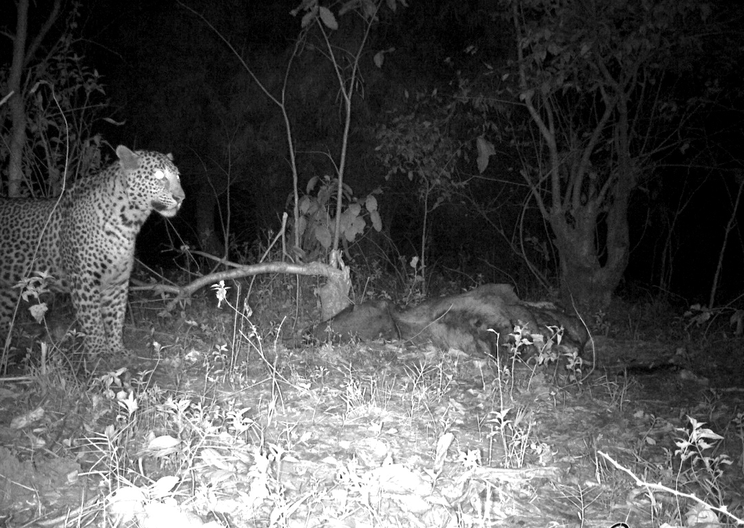 The-existence-of-the-leopard-was-found-in-the-forest-of-Purulia