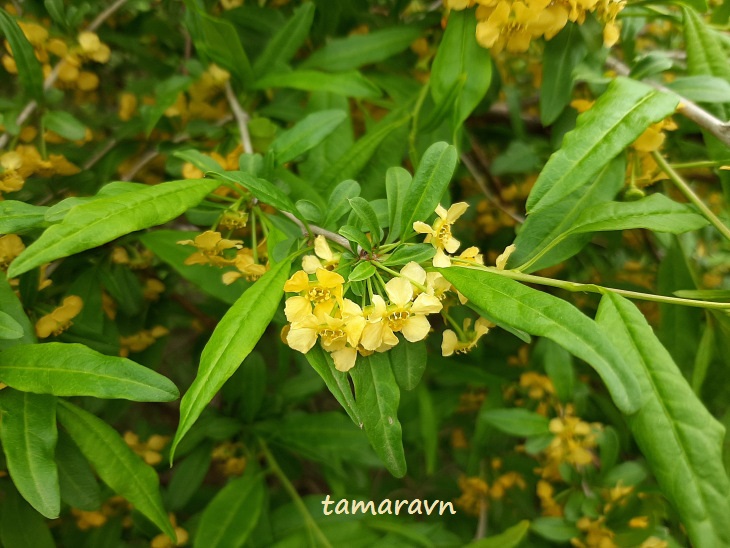 Принсепия китайская / Плоскосемянник китайский (Prinsepia sinensis)