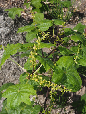 Диоскорея ниппонская (Dioscorea nipponica)