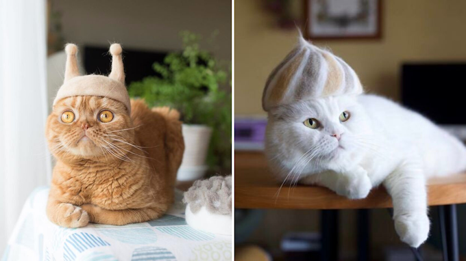 Japanese Couple Designed Cat Fur Hats For Their Cats So They Wouldn't Lose Them (30 Pics)