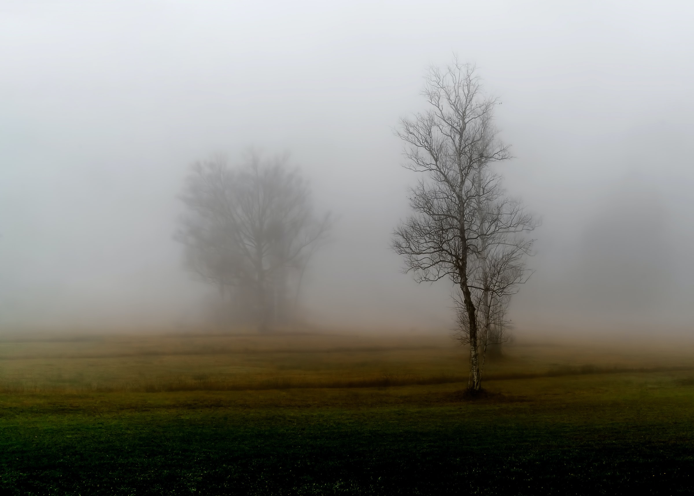 A foggy landscape with few scattered trees barely visible