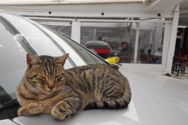 cat on car