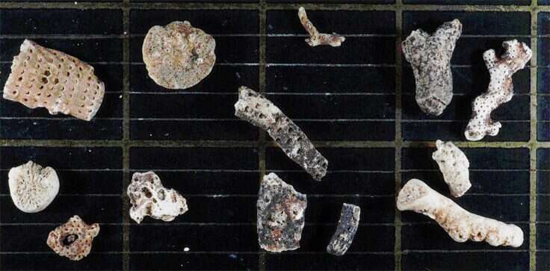 Fragmentos de briozoários encontrados sob o gelo