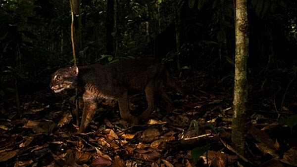 Pantangan dan Larangan Katika Masuk Hutan Kalimantan