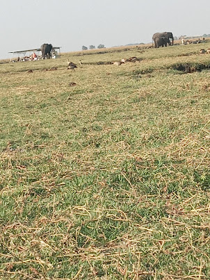 Elephants, birds on Sedudu Island on Chobe River.