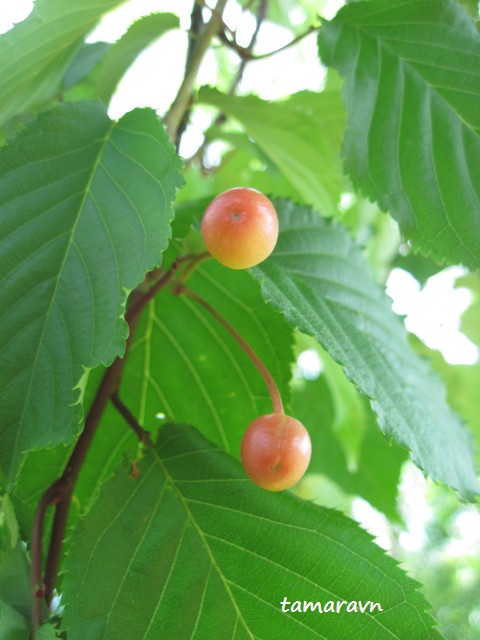 Вишня сахалинская / Вишня Саржента (Cerasus sachalinensis, =Cerasus sargentii)