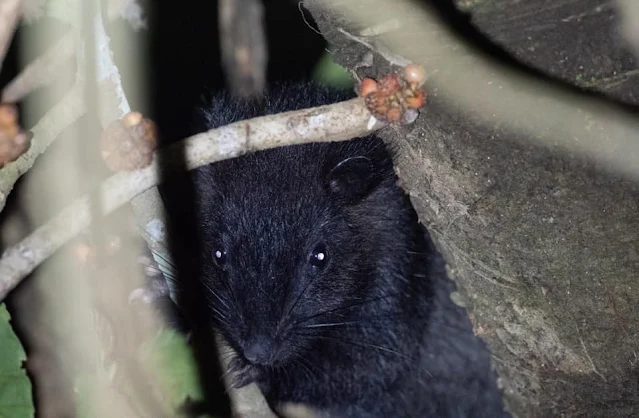 Luzon Bushy-tailed Cloud Rat Locally Known as “Bu-ot” peeping on a tree branch