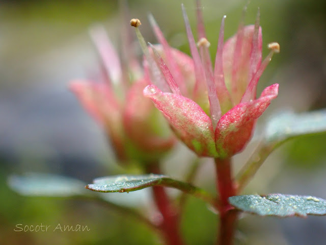 Chrysosplenium album