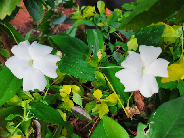 Two beautiful white Flowers on plant