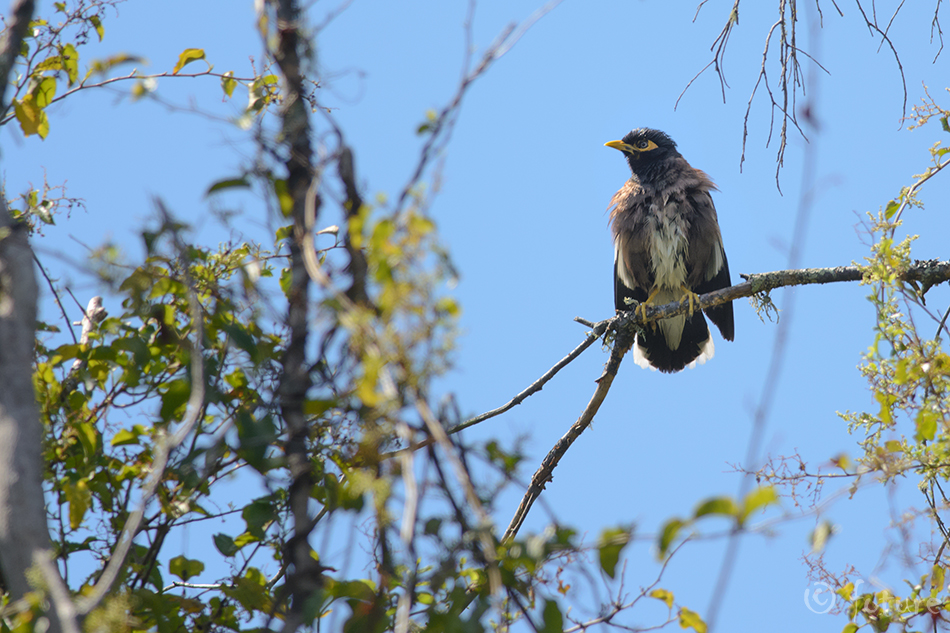 Mainakuldnokk, Acridotheres tristis, Common myna, Mynah, maina, kuldnokk, Indian